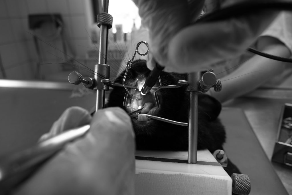 NAC DENTISTERIE